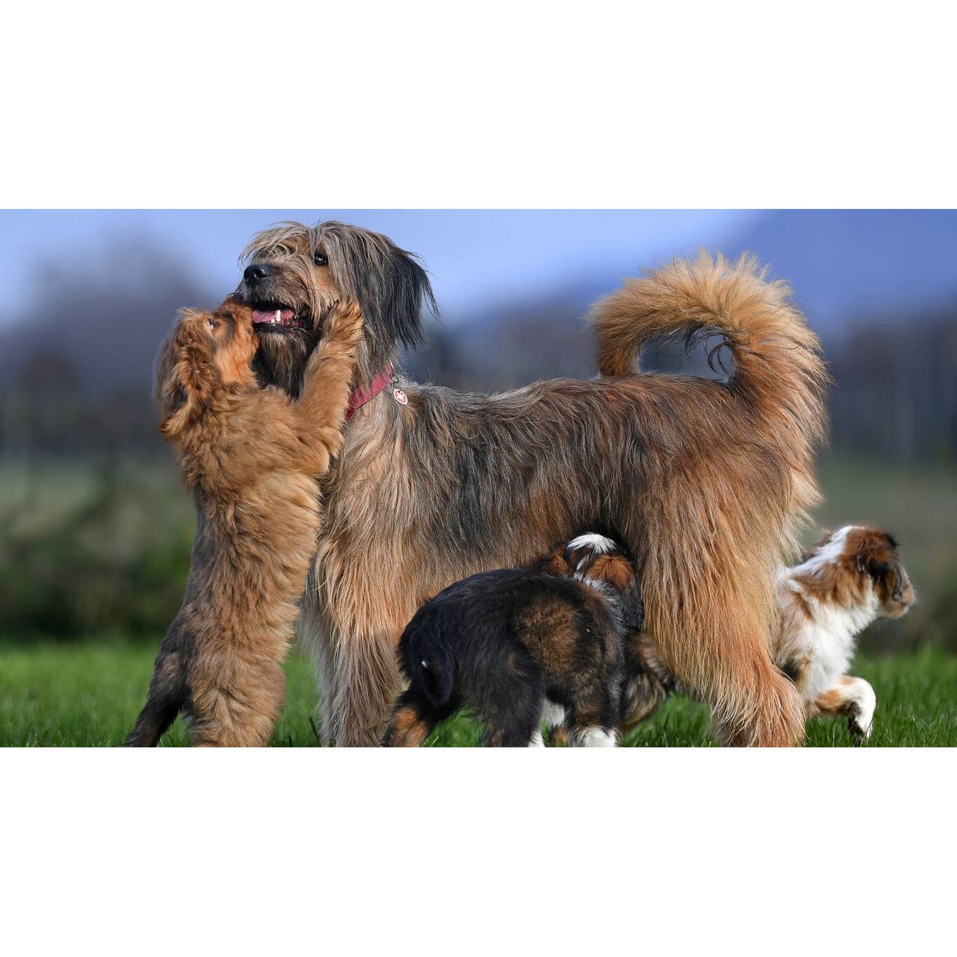 Tablou canvas 90x50 cm, Animale model 290