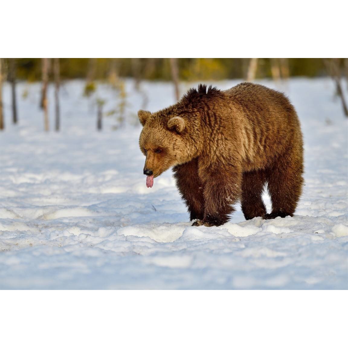 Tablou canvas 75x50 cm, Animale model 267