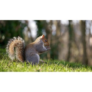 Tablou canvas 75x50 cm, Animale model 303 Tablou canvas 75x50 cm, Animale model 303