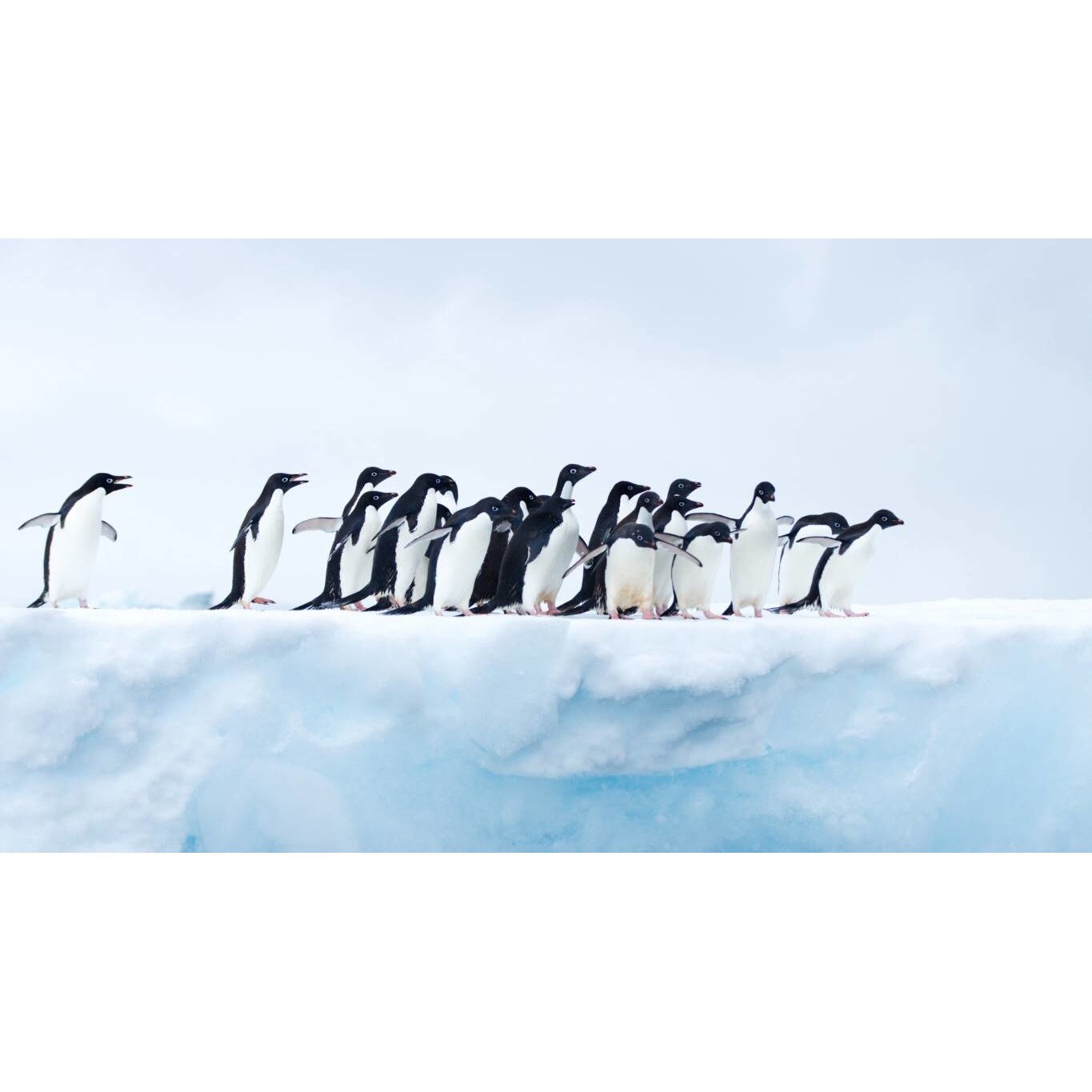 Tablou canvas 90x50 cm, Animale model 278