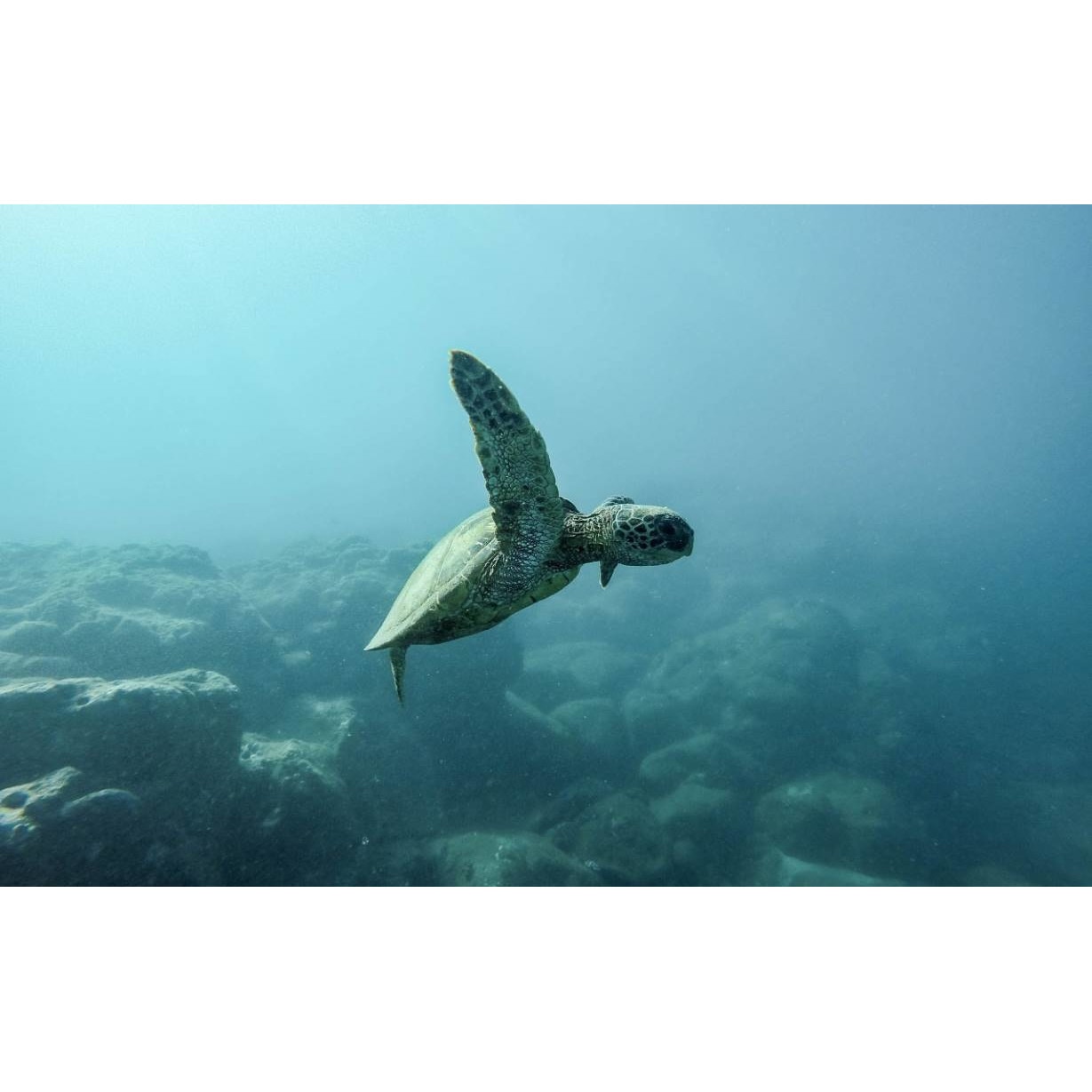 Tablou canvas 50x35 cm, Animale model 289