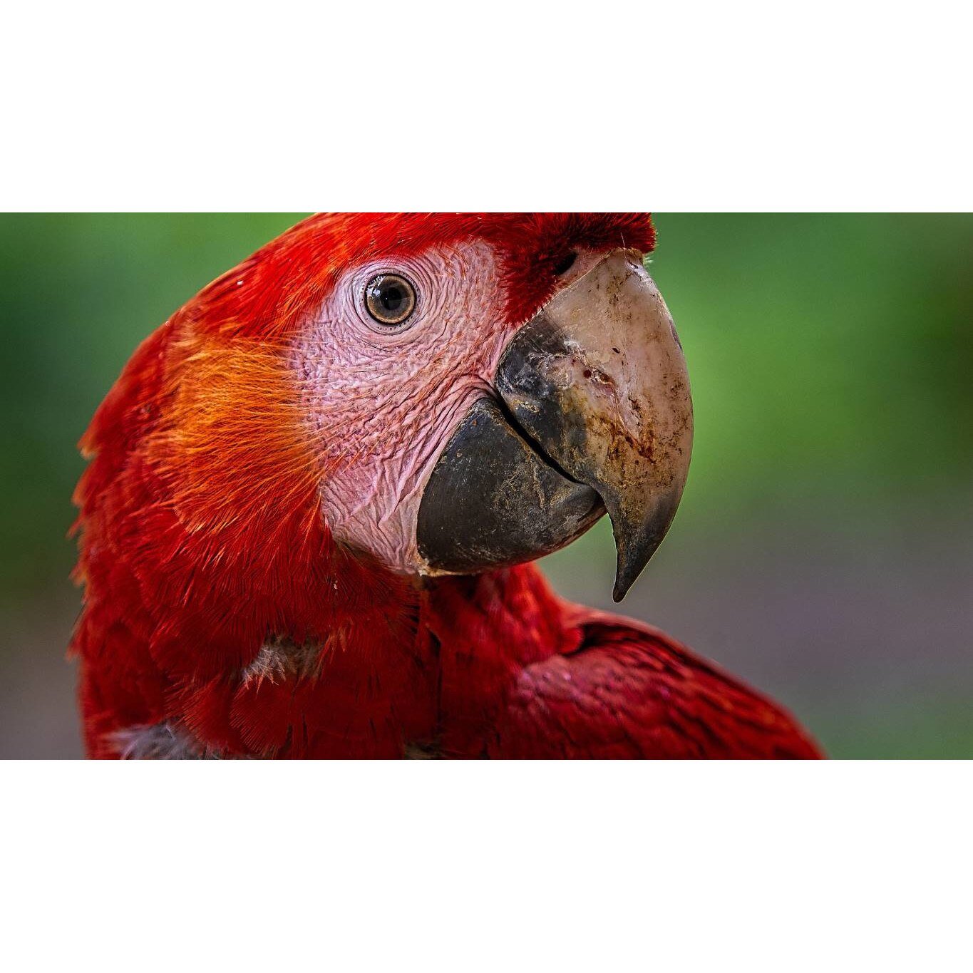 Tablou canvas 50x35 cm, Animale model 296