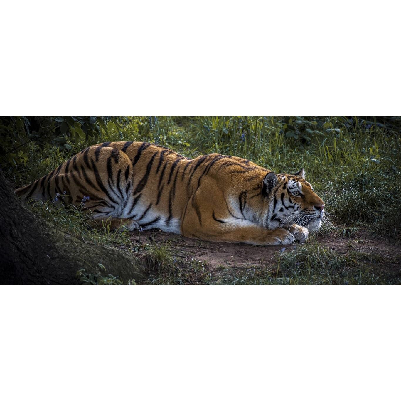 Tablou canvas 90x50 cm, Animale model 282