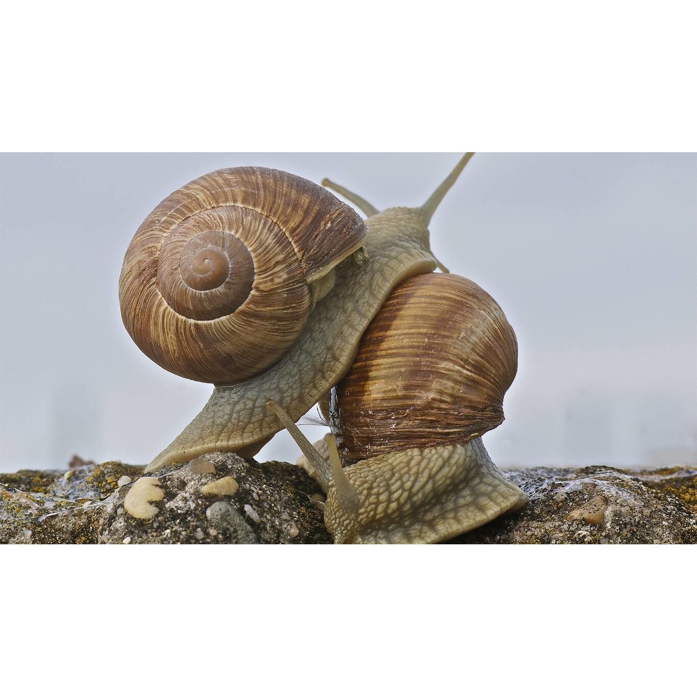 Tablou canvas 50x35 cm, Animale model 280