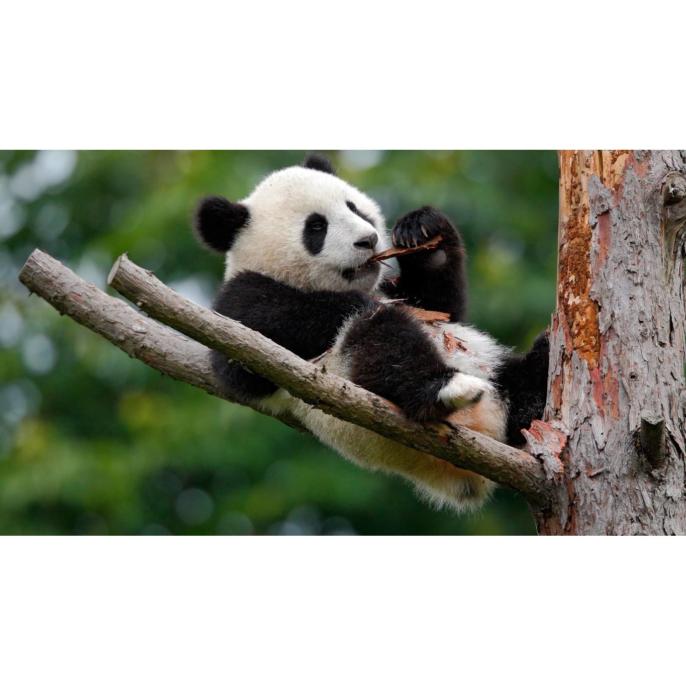 Tablou canvas 75x50 cm, Animale model 306