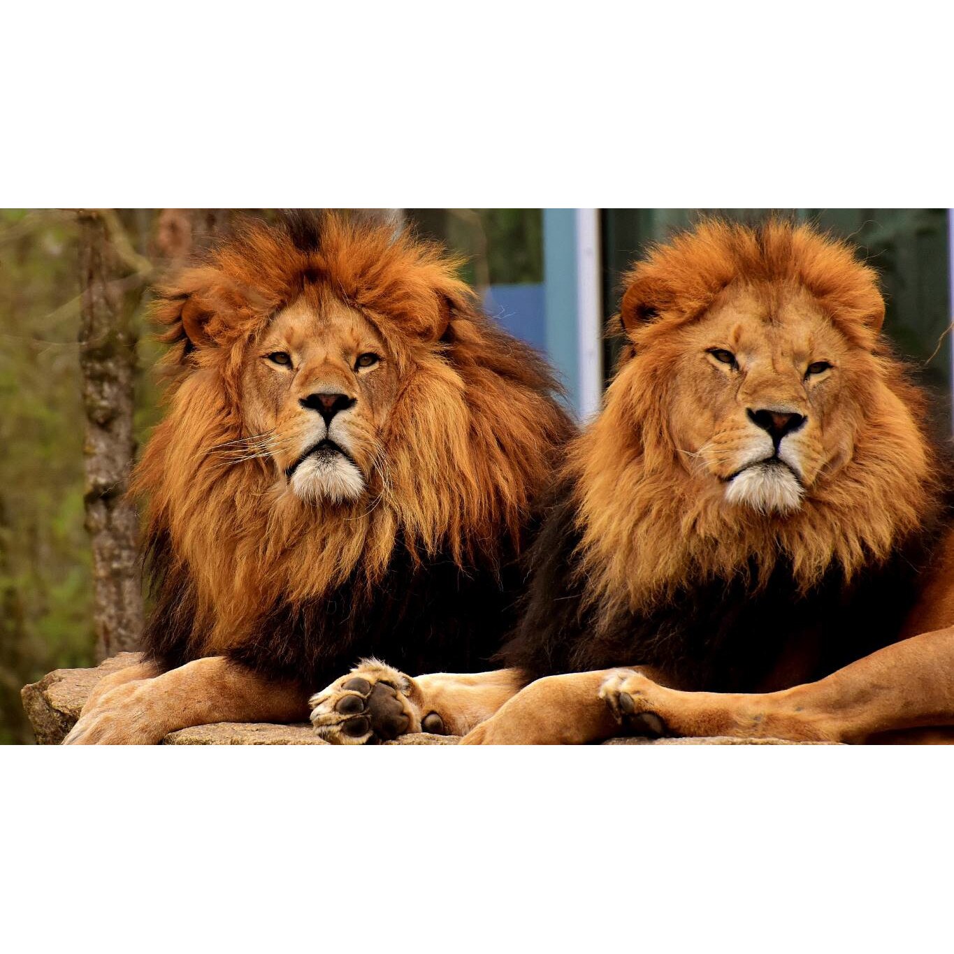 Tablou canvas 75x50 cm, Animale model 266