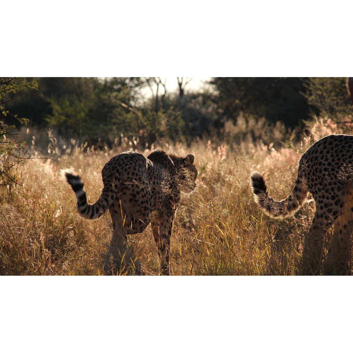 Tablou canvas 75x50 cm, Animale model 301