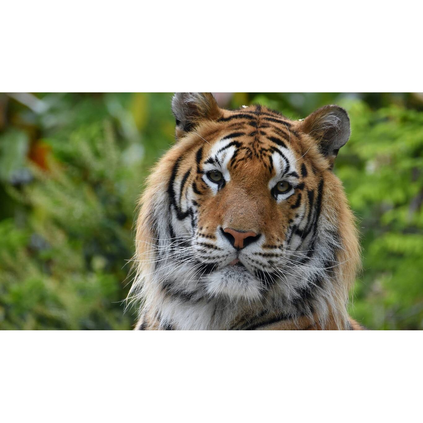 Tablou canvas 75x50 cm, Animale model 293