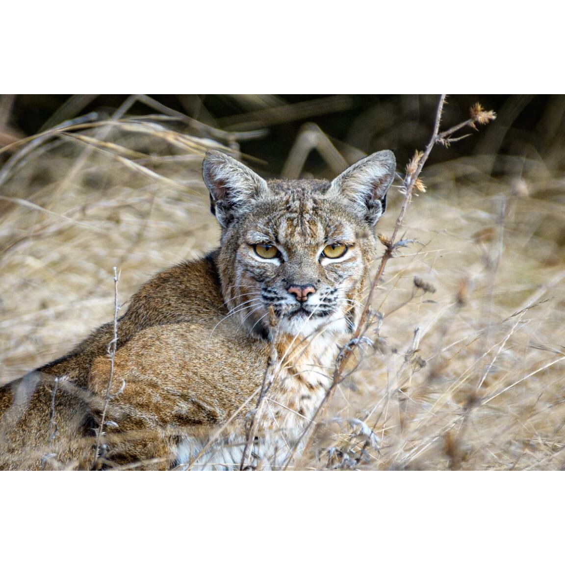 Tablou canvas 50x35 cm, Animale model 288