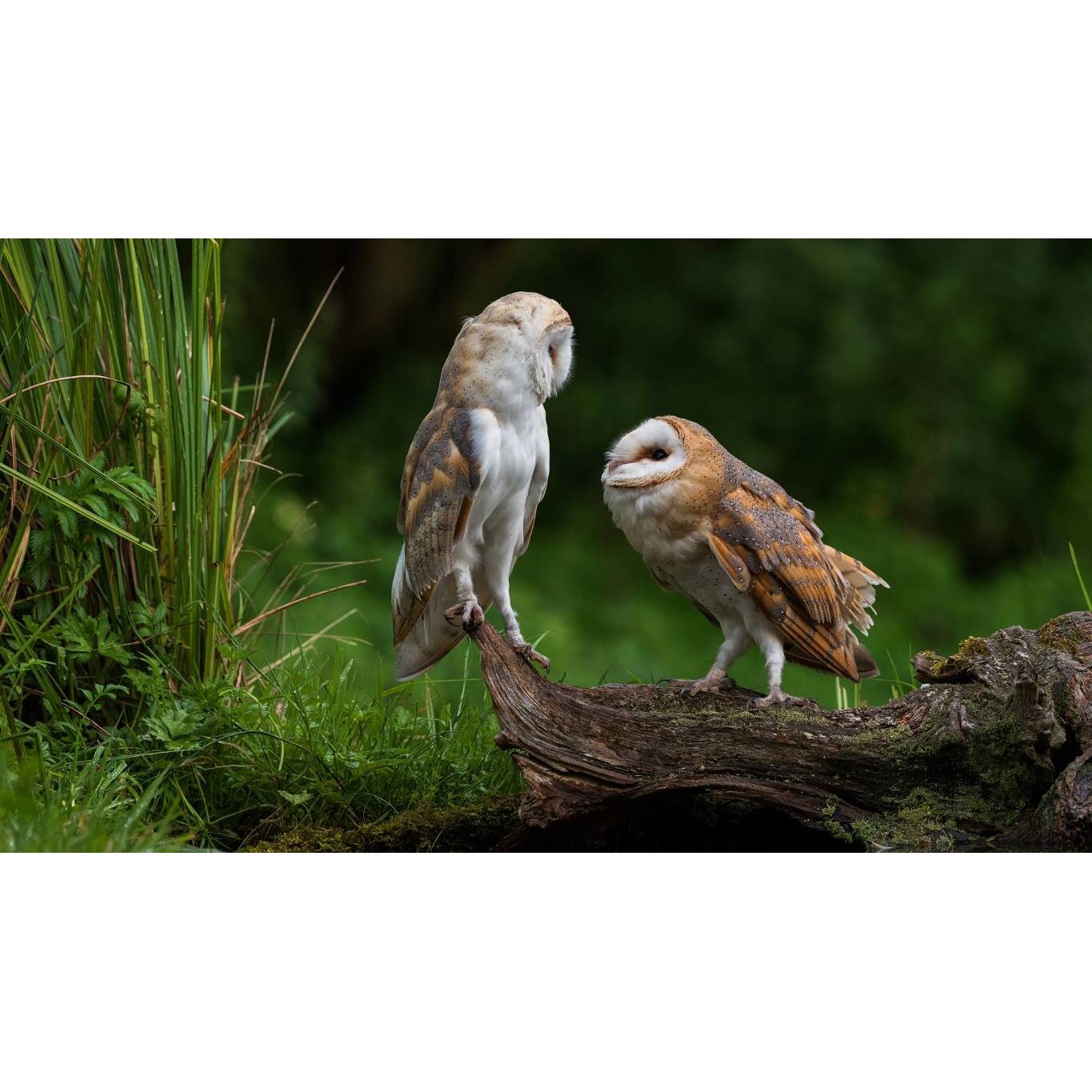 Tablou canvas 75x50 cm, Animale model 286