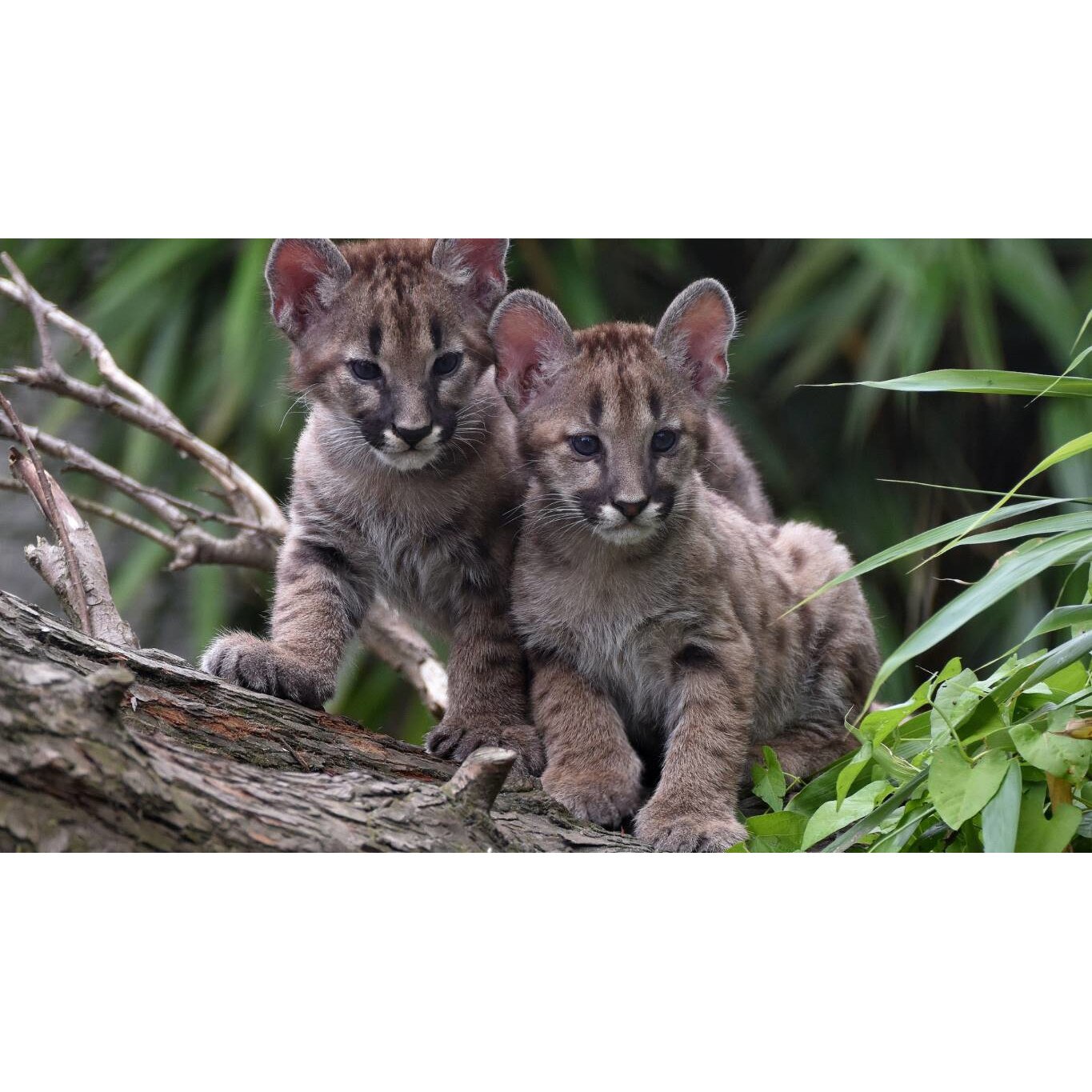 Tablou canvas 75x50 cm, Animale model 305