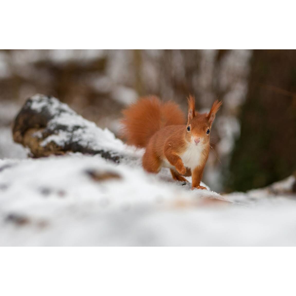 Tablou canvas 90x50 cm, Animale model 311