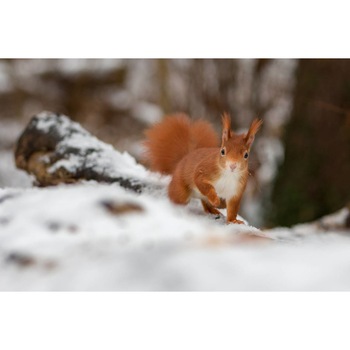 Tablou canvas 90x50 cm, Animale model 311 Tablou canvas 90x50 cm, Animale model 311