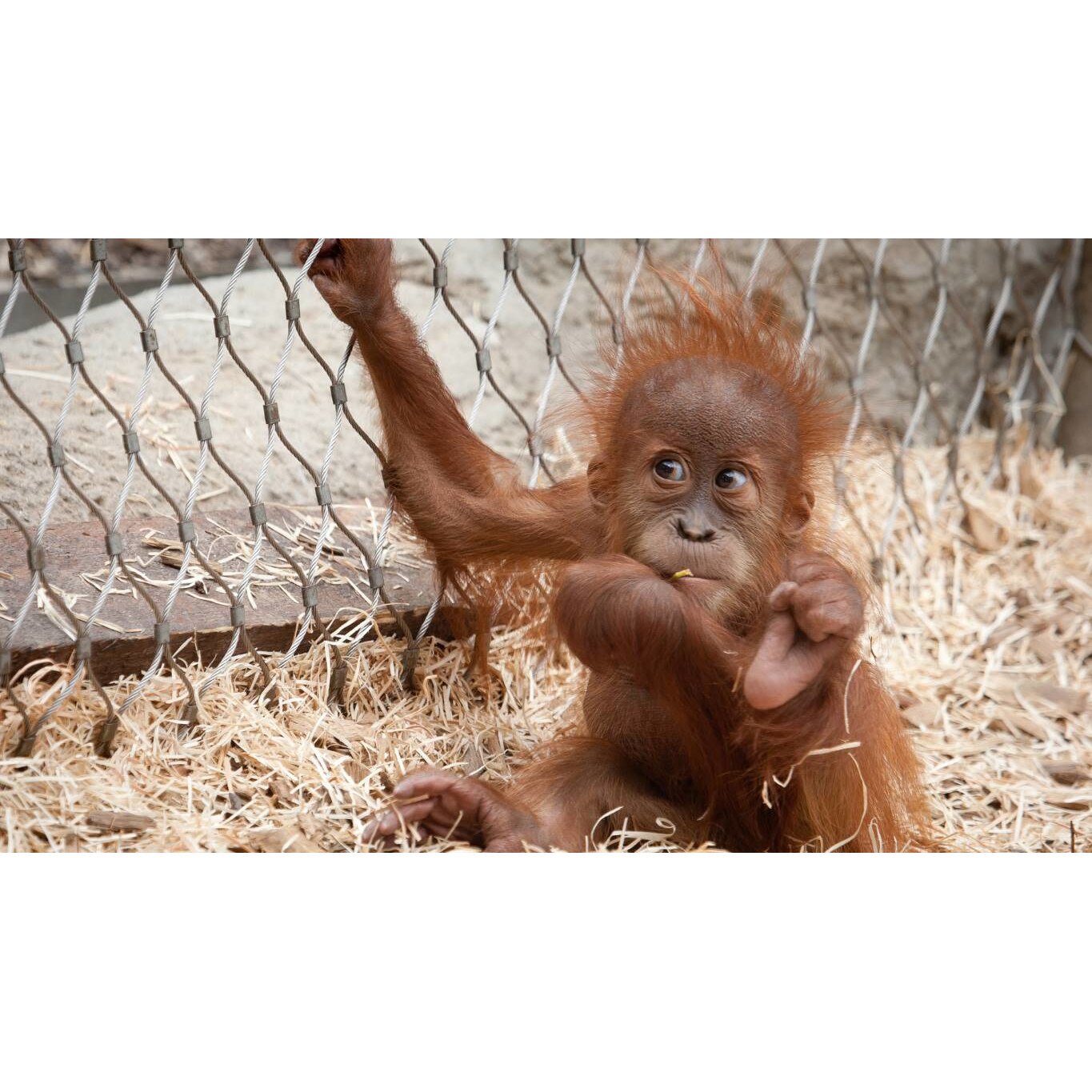 Tablou canvas 75x50 cm, Animale model 295