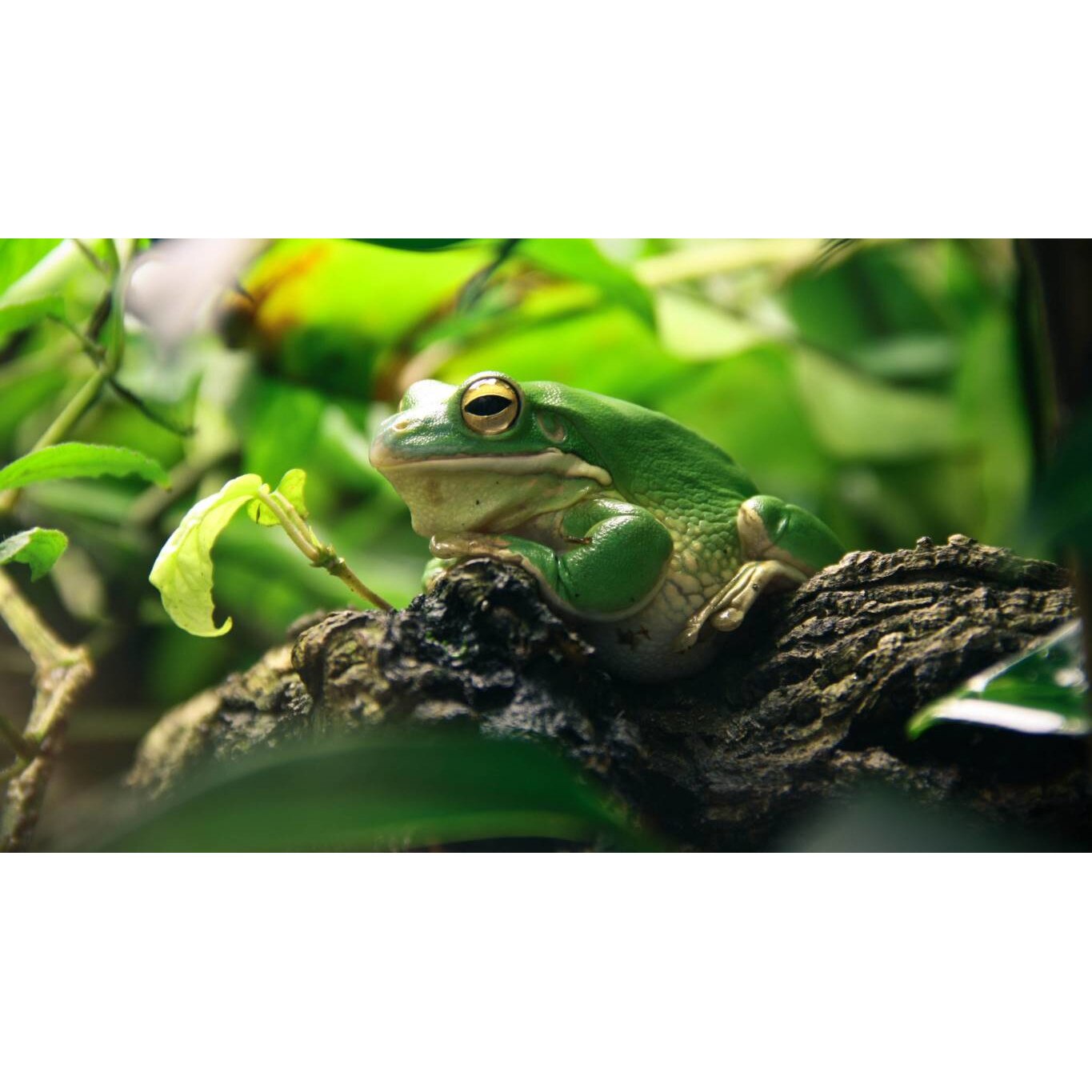 Tablou canvas 50x35 cm, Animale model 304