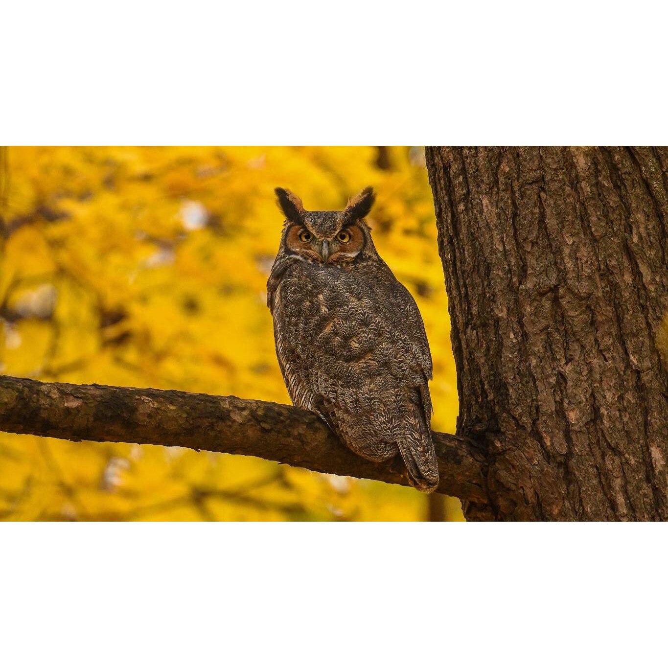 Tablou canvas 90x50 cm, Animale model 302