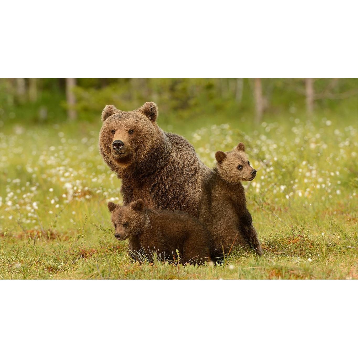 Tablou canvas 50x35 cm, Animale model 317