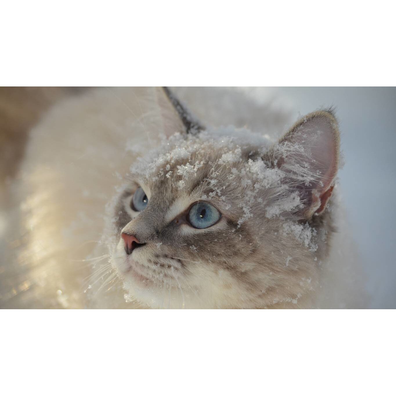 Tablou canvas 75x50 cm, Animale model 314