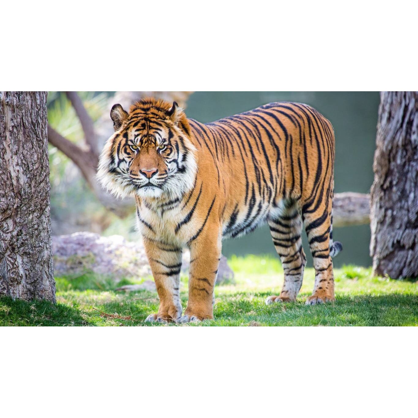 Tablou canvas 75x50 cm, Animale model 313