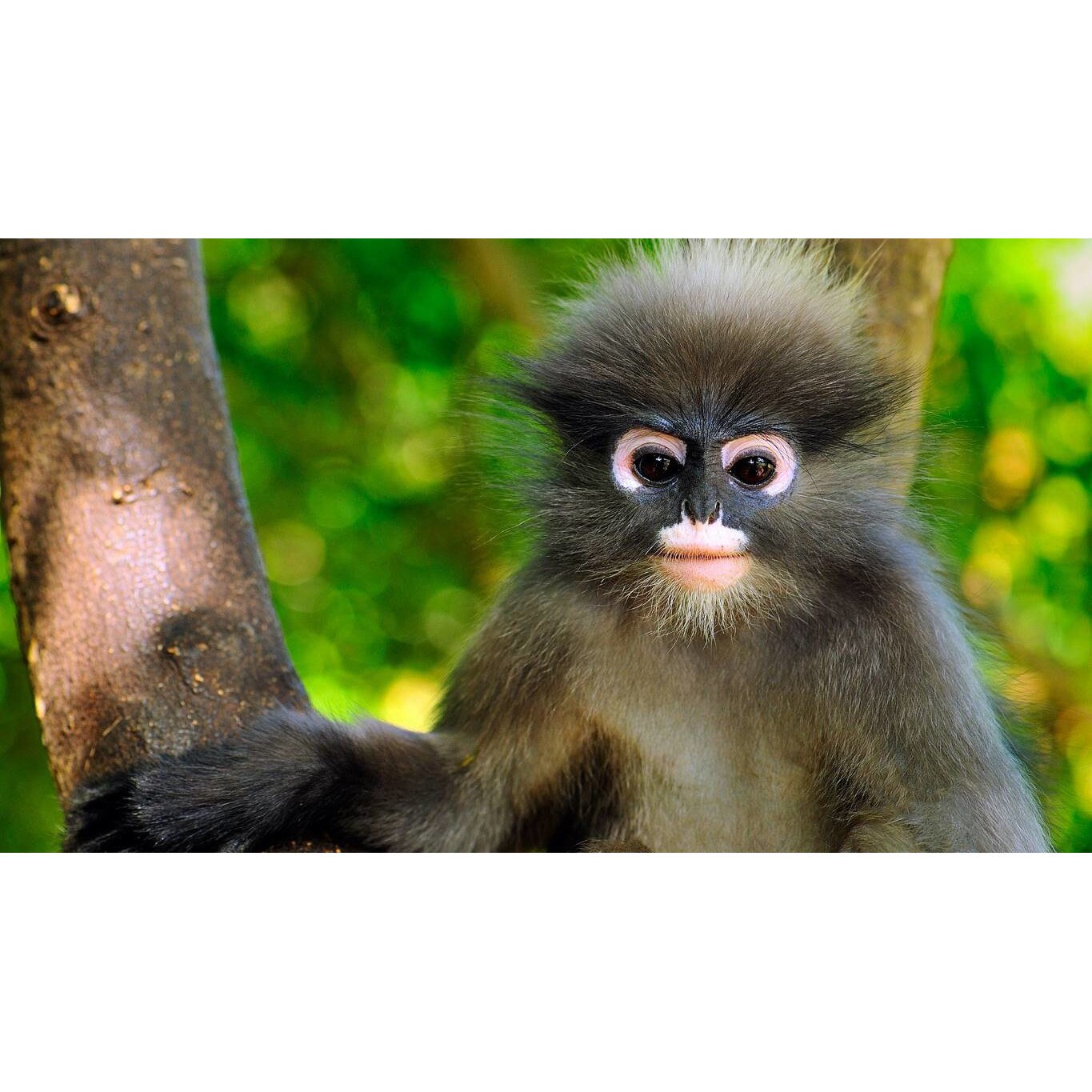 Tablou canvas 50x35 cm, Animale model 321