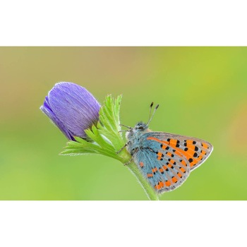 Tablou canvas 50x35 cm, Animale model 324 Tablou canvas 50x35 cm, Animale model 324