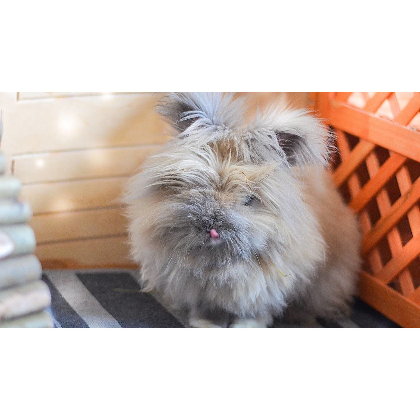 Tablou canvas 90x50 cm, Animale model 326