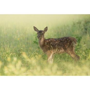 Tablou canvas 50x35 cm, Animale model 322 Tablou canvas 50x35 cm, Animale model 322