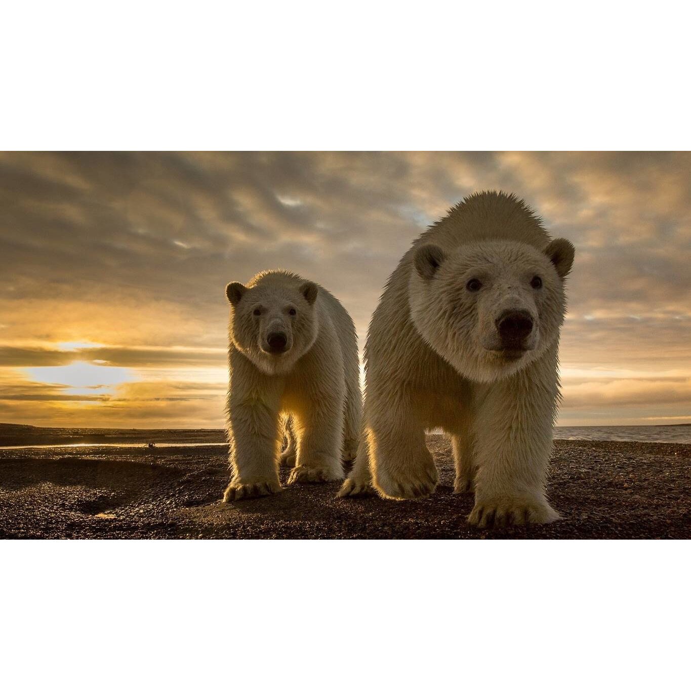 Tablou canvas 90x50 cm, Animale model 320