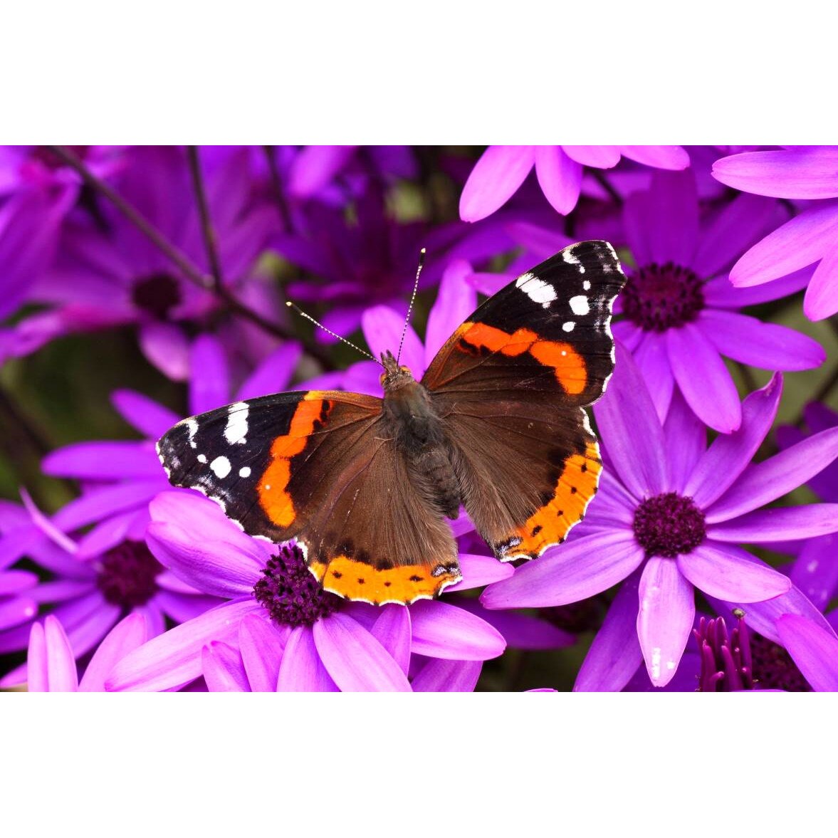 Tablou canvas 75x50 cm, Animale model 329