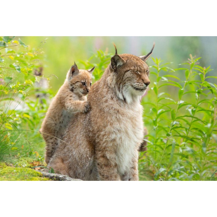 Tablou canvas 50x35 cm, Animale model 318