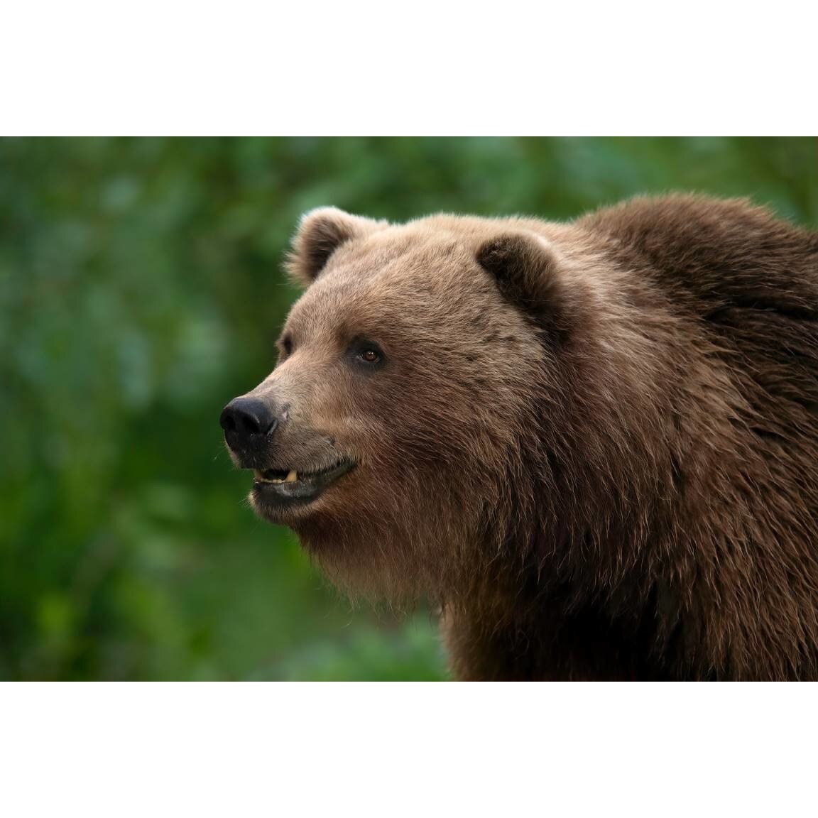 Tablou canvas 75x50 cm, Animale model 330