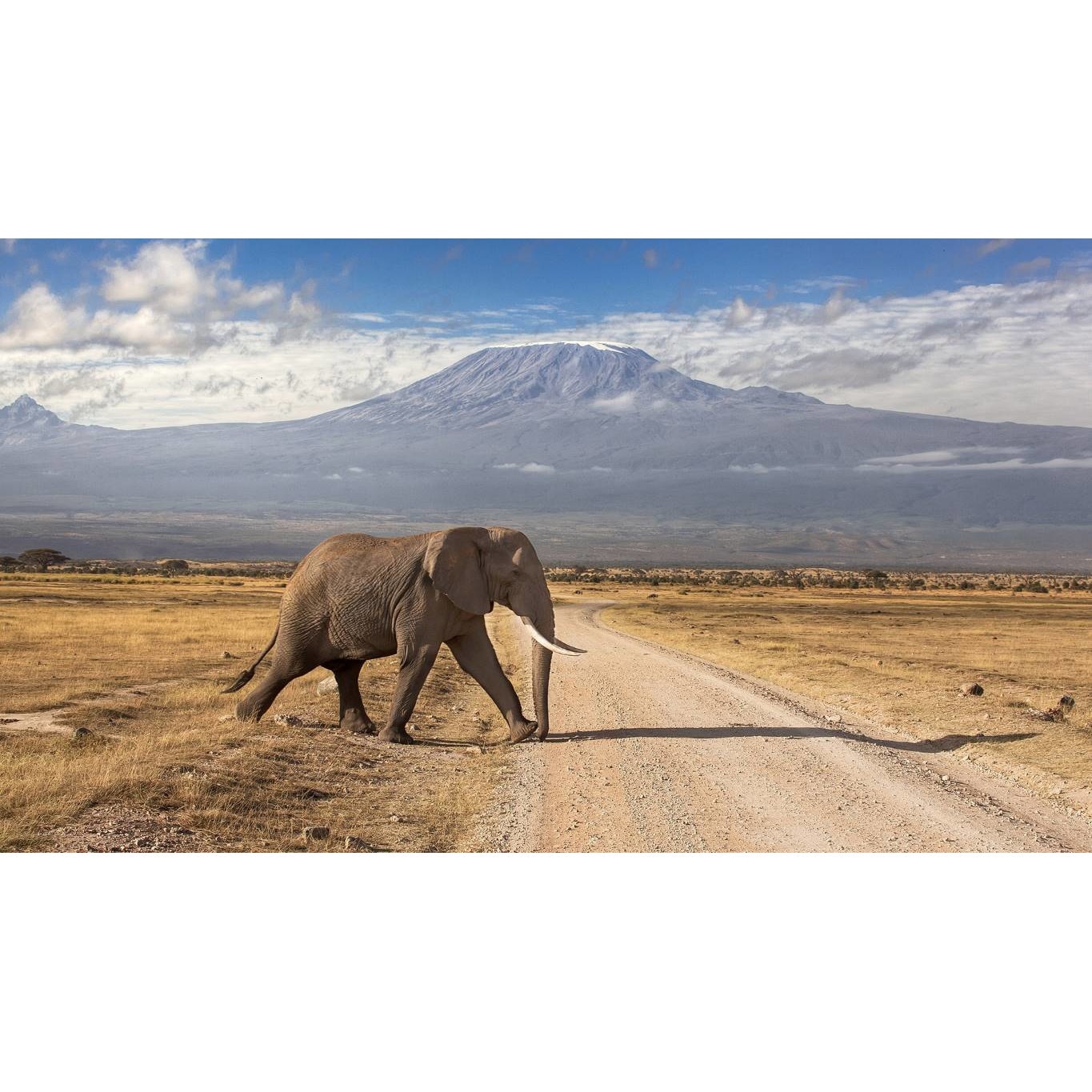 Tablou canvas 75x50 cm, Animale model 327