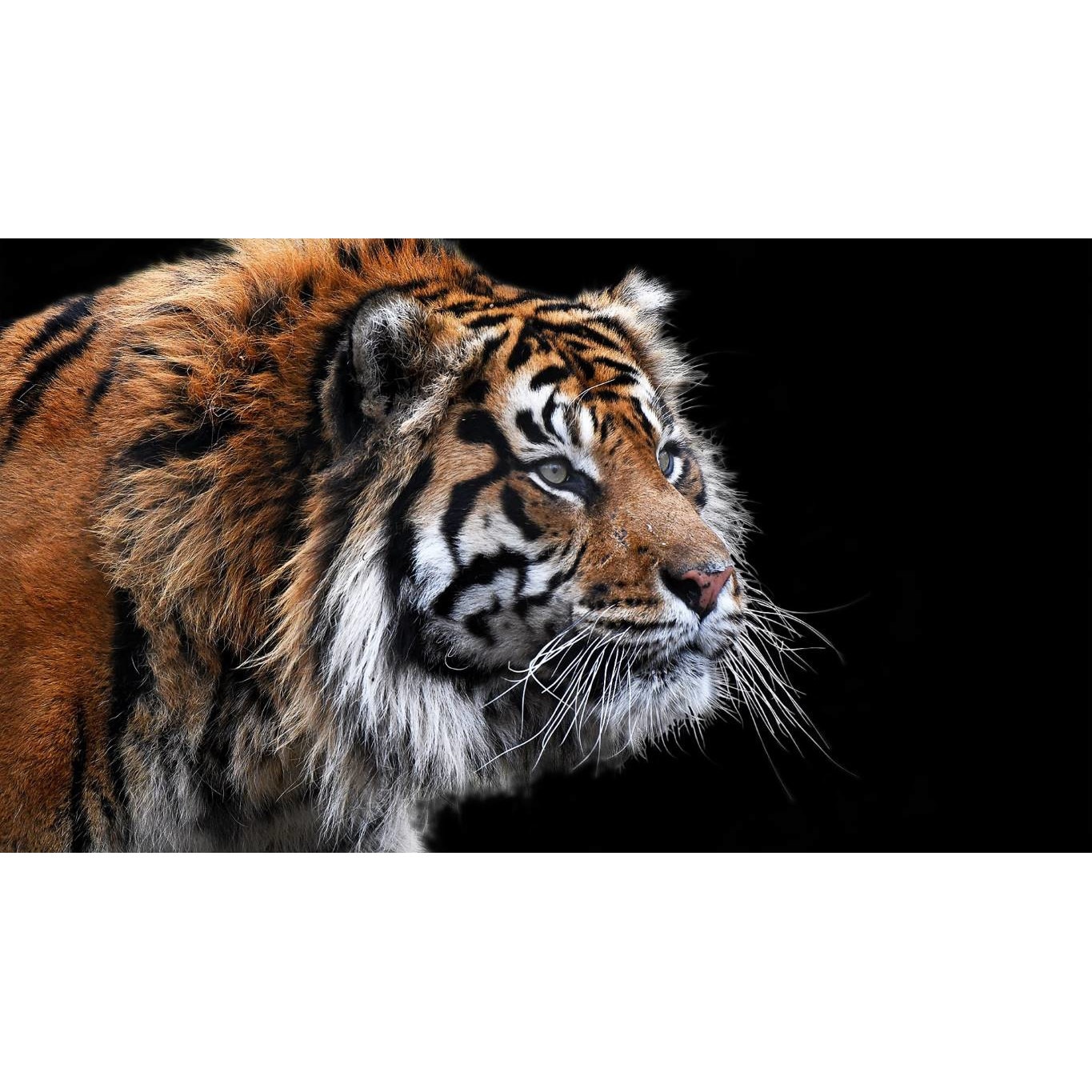 Tablou canvas 75x50 cm, Animale model 325