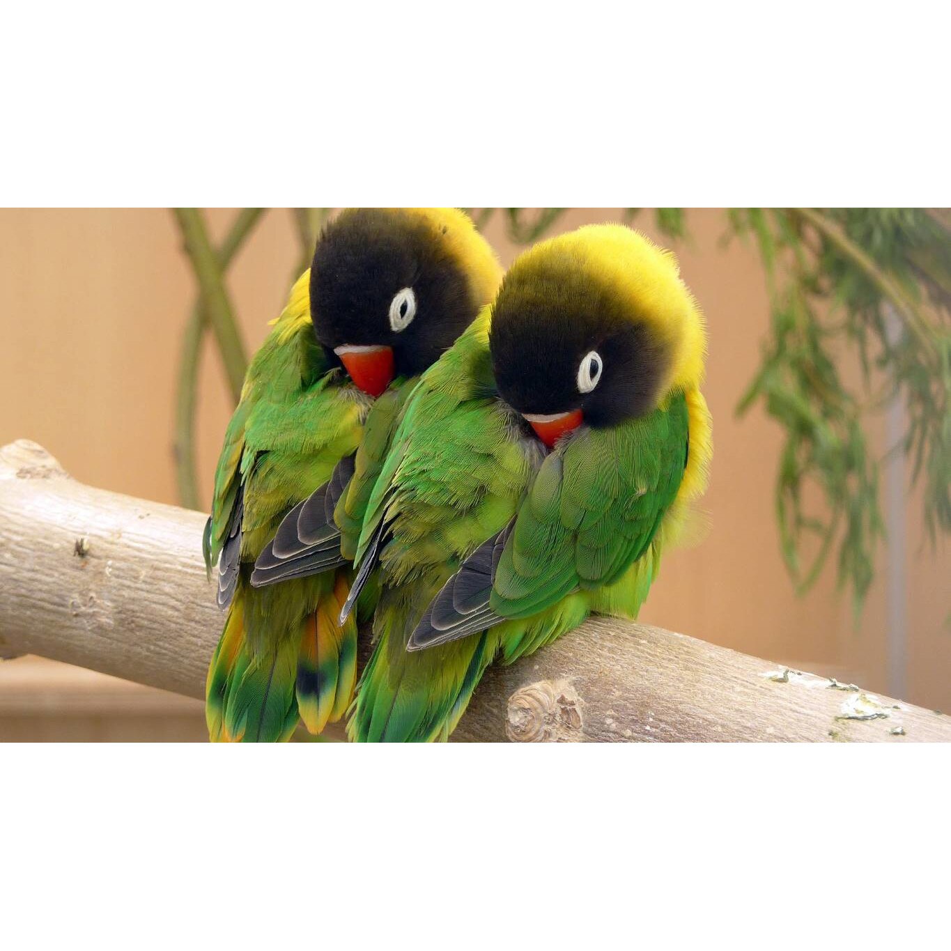 Tablou canvas 90x50 cm, Animale model 344