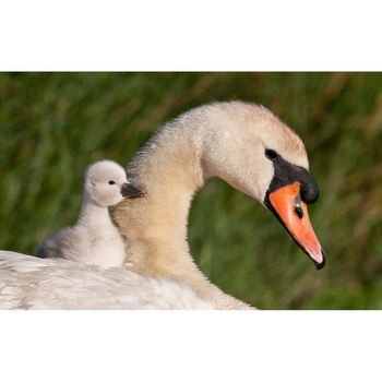 Tablou canvas 50x35 cm, Animale model 349 Tablou canvas 50x35 cm, Animale model 349