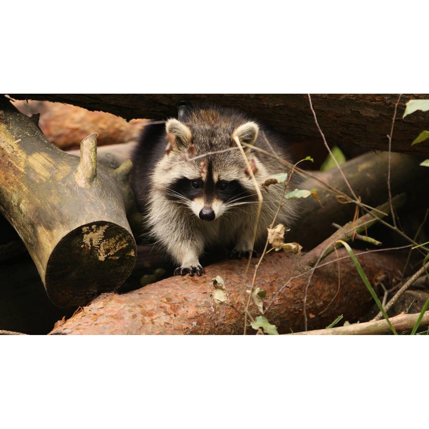 Tablou canvas 75x50 cm, Animale model 323