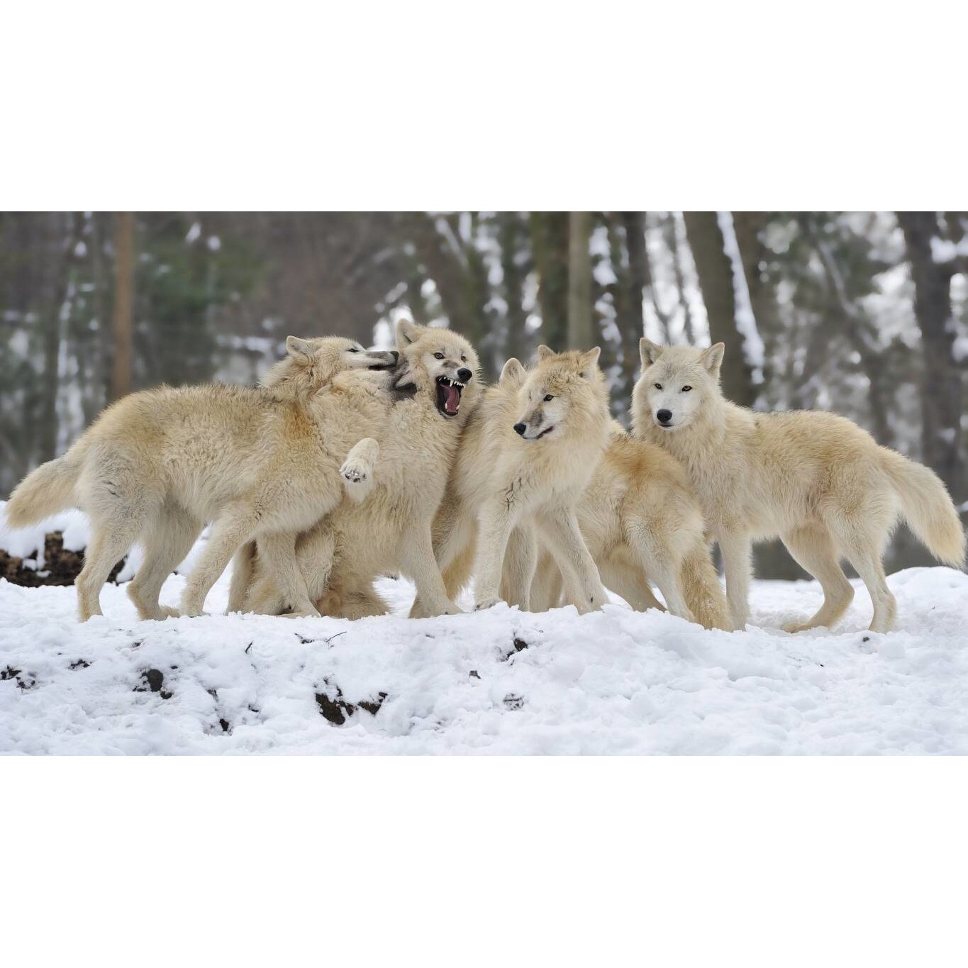 Tablou canvas 50x35 cm, Animale model 347