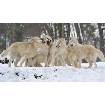 Tablou canvas 50x35 cm, Animale model 347 Tablou canvas 50x35 cm, Animale model 347