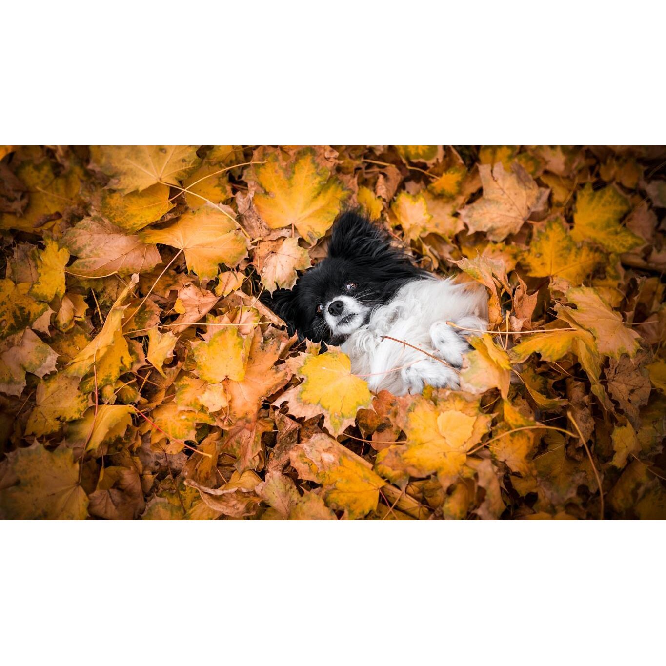 Tablou canvas 75x50 cm, Animale model 331