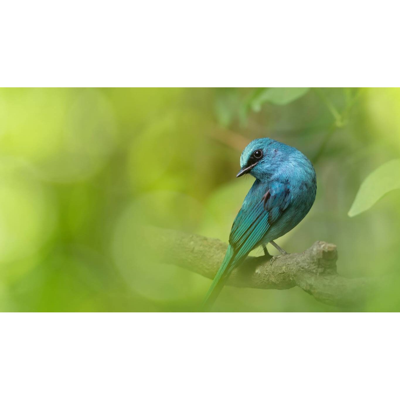 Tablou canvas 90x50 cm, Animale model 335