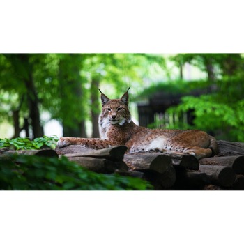 Tablou canvas 50x35 cm, Animale model 332 Tablou canvas 50x35 cm, Animale model 332
