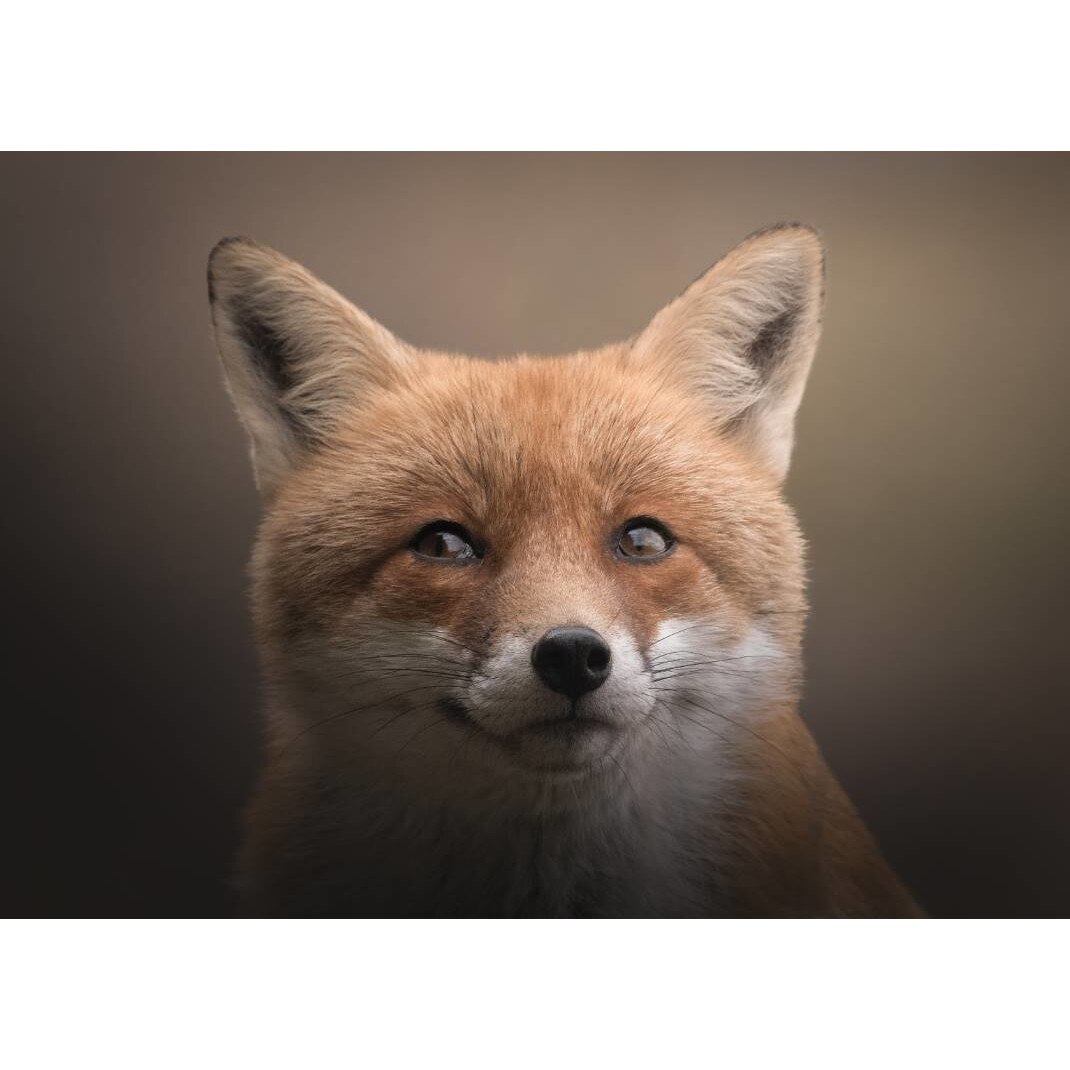 Tablou canvas 75x50 cm, Animale model 333