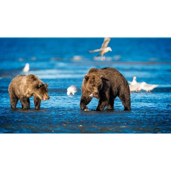 Tablou canvas 50x35 cm, Animale model 361 Tablou canvas 50x35 cm, Animale model 361