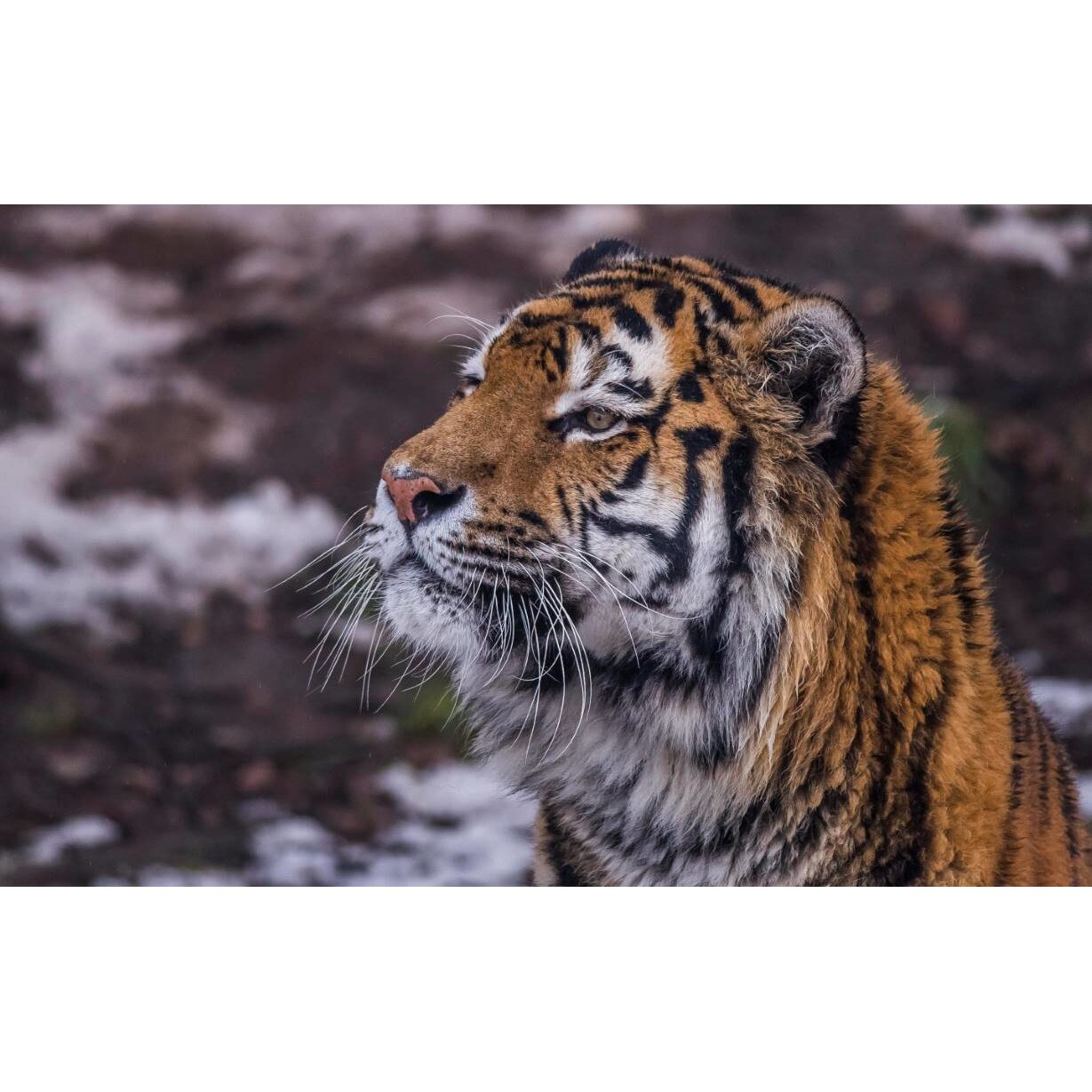 Tablou canvas 90x50 cm, Animale model 338