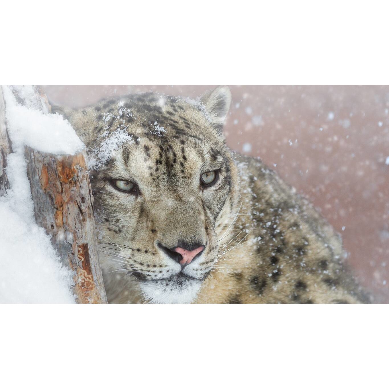 Tablou canvas 75x50 cm, Animale model 334