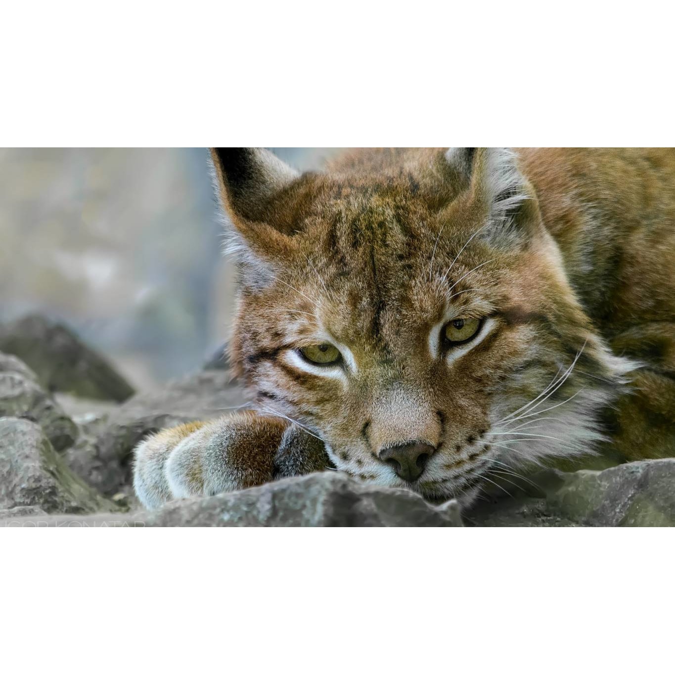 Tablou canvas 90x50 cm, Animale model 337