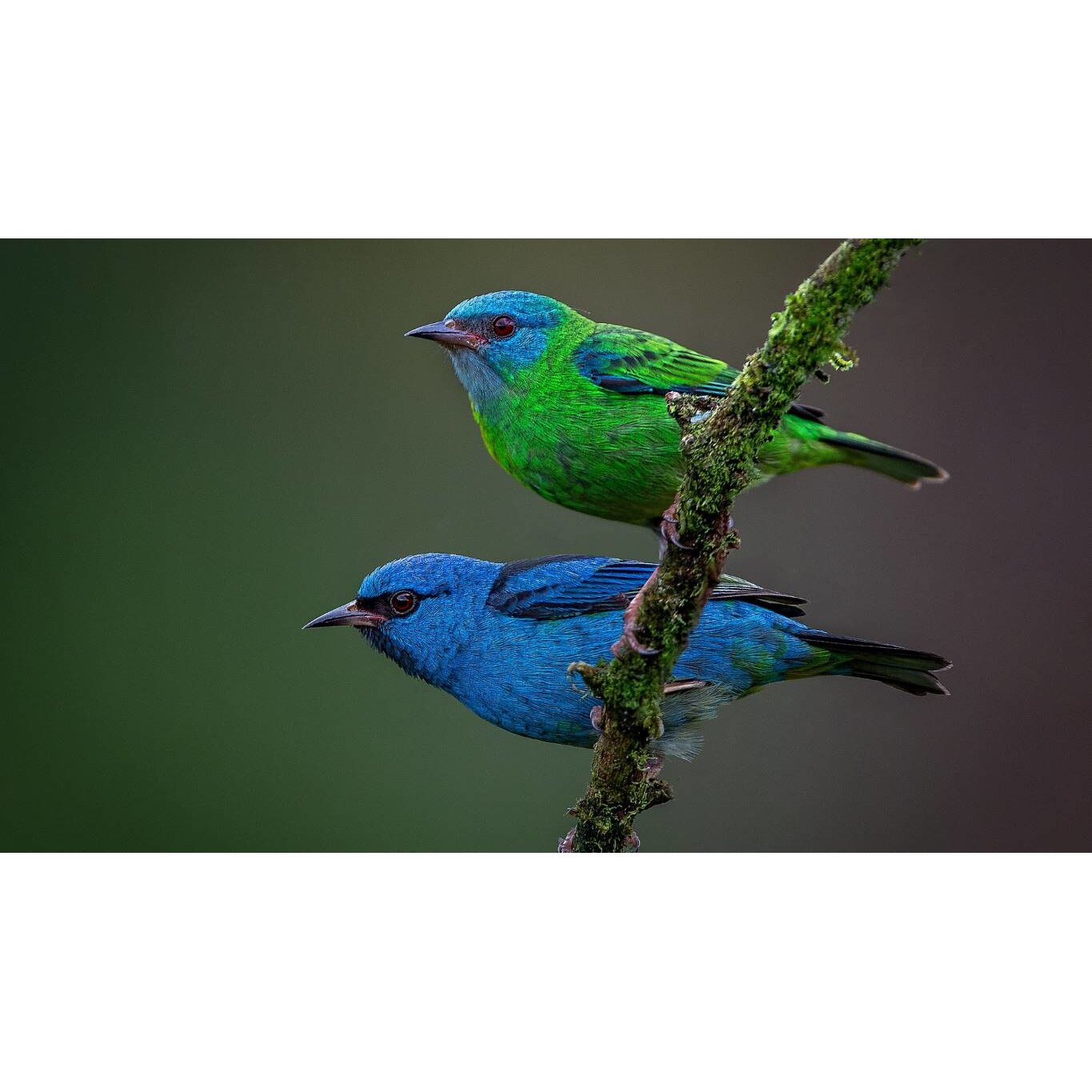 Tablou canvas 50x35 cm, Animale model 345