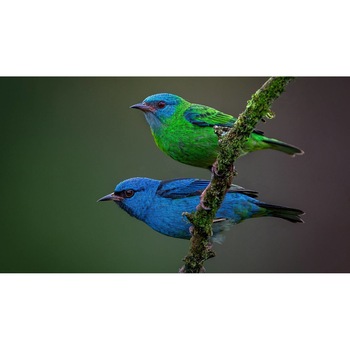 Tablou canvas 50x35 cm, Animale model 345 Tablou canvas 50x35 cm, Animale model 345