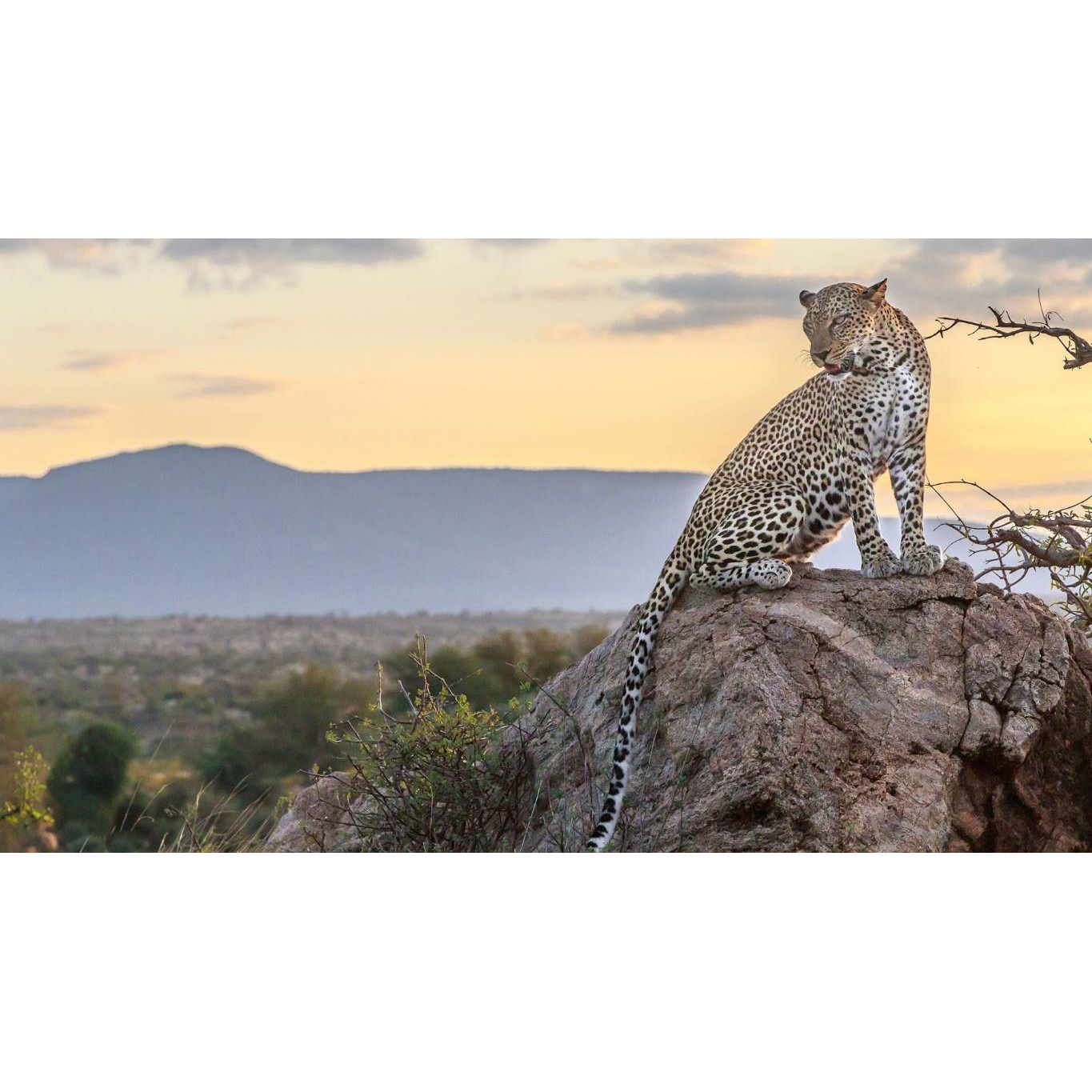 Tablou canvas 50x35 cm, Animale model 339