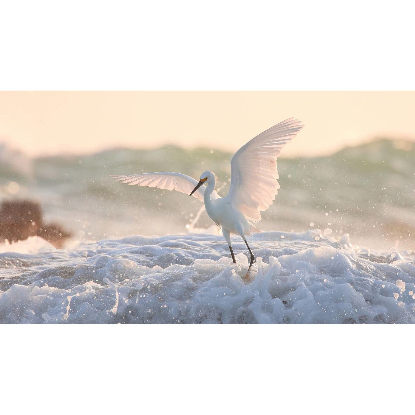 Tablou canvas 90x50 cm, Animale model 341